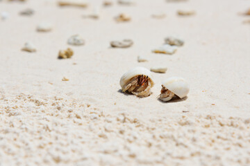 Close-up shot of two small hermit crabs in white sea shells crawling on a sandy tropical beach. © Konstantin
