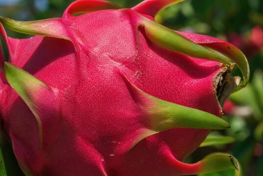 Vibrant close-up dragon fruit blossom with velvety pink petals and green sepals in natural sunlight, tropical botanical beauty