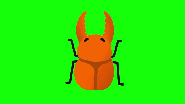 4K motion graphics animation of stag beetle on chroma key green screen background.
