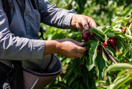 Senior farmer harvesting vibrant red cherries from lush green tree in sunny orchard, fresh fruit picking, close-up hands with apron