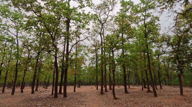 Wide panning shot of a quiet forest filled with tall, green-leafed trees rising from a ground covered in dry brown leaves. The natural daylight and calm atmosphere highlight pristine woodland scenery