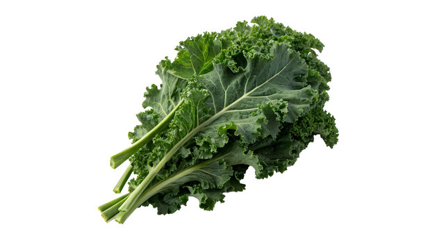 Fresh green curly kale leaf bunch isolated on a white background healthy superfood