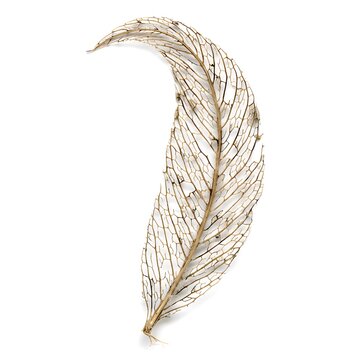 leaf skeleton