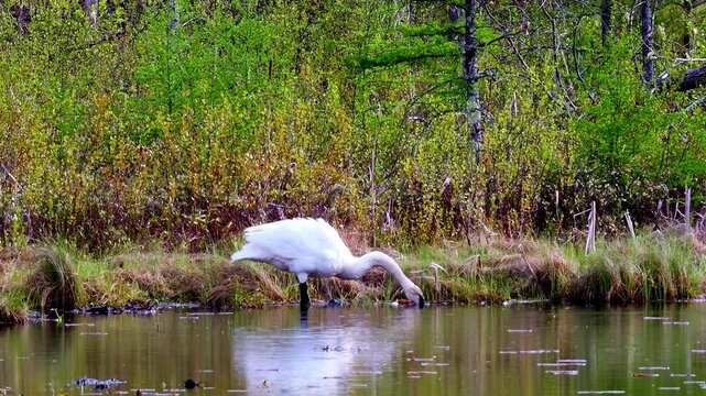 Wild trumpeter swan (Cygnus buccinator) flapping its wings and grooming feathers on a wilderness pond in Minnesota, displaying natural behavior.
