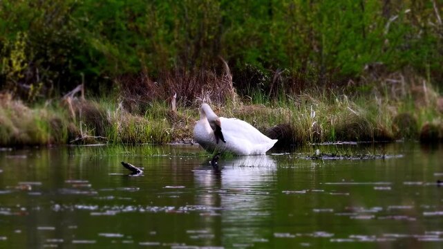 Wild trumpeter swan (Cygnus buccinator) carefully grooming its white feathers while floating on a wilderness lake in Minnesota, spring.