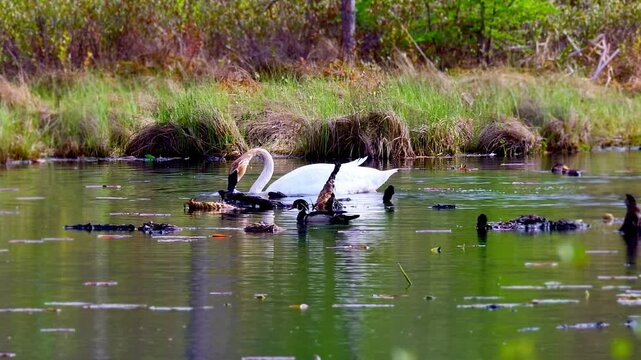 Wild trumpeter swan (Cygnus buccinator) and wood duck (Aix sponsa) swimming together on a wilderness lake in Minnesota, spring wildlife.
