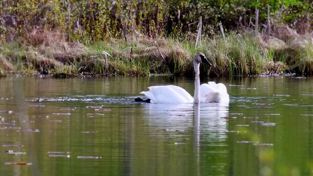 Wild trumpeter swans (Cygnus buccinator) foraging in a wilderness pond, dipping their long necks underwater to feed, Minnesota spring.