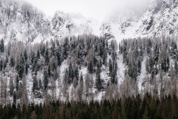 A serene winter landscape featuring a dense evergreen forest beneath majestic snow-covered mountain peaks shrouded in mist. Perfect for travel and nature themes. © marcodenaro