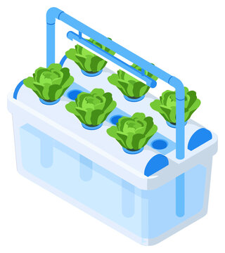 Isometric Hydroponic System Growing Green Lettuce in Water Tank