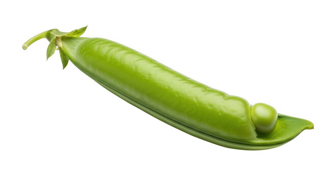 Fresh green pea pod with one pea revealed during natural lighting on a clean surface isolated on transparent background