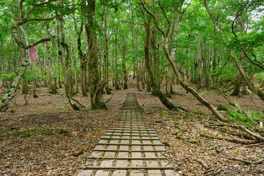 ブナ林を通る木道