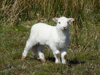 small lamb standing in field © Alderado