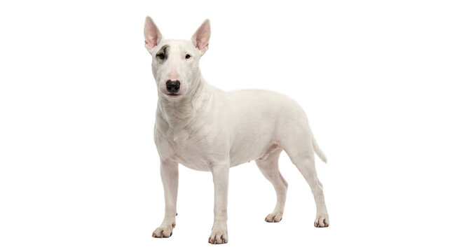 Bull terrier dog purebred white coat isolated on transparent background