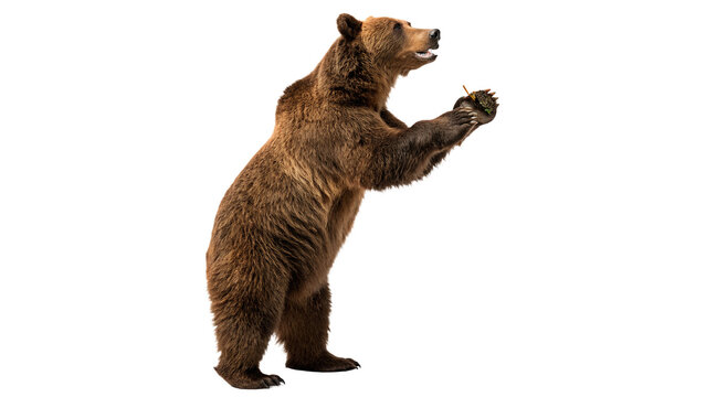 Wild brown grizzly bear standing on hind legs isolated on a white background