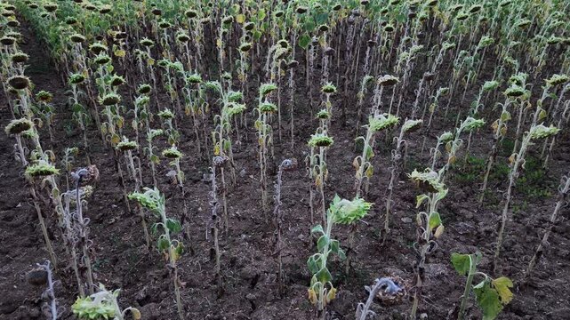 Vertrocknete Sonnenblumen auf dem Acker durch Klimawandel, Hitze, Landwirtschaft, Ernteausfall