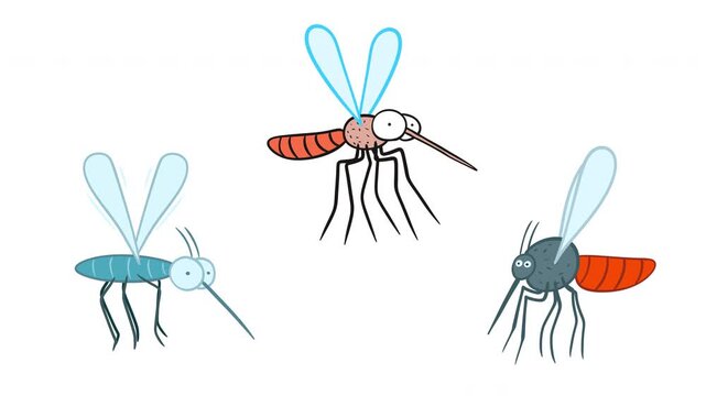 Set of 2D cartoon animated mosquitoes flying isolated on white background. Collection of insect characters loop for pest control, virus warnings or summer protection. Motion elements with alpha matte 