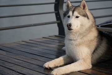 Siberian husky lying on wooden boardwalk by lakeside, calm expression, outdoor pet portrait, horizontal composition © YongQin