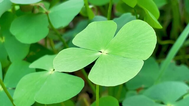 four leaf clover