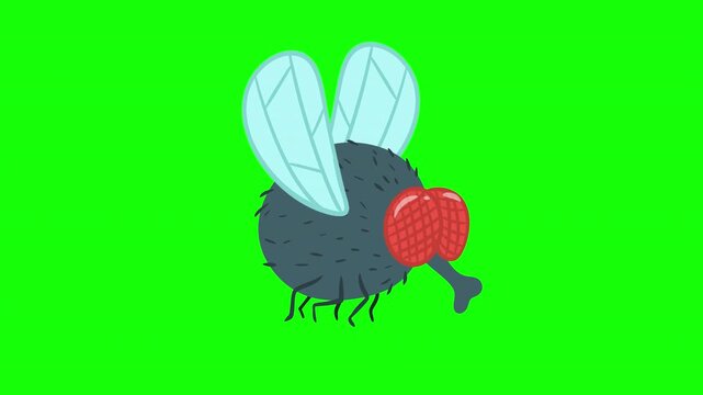 2D cartoon animated cute chubby housefly flying isolated on green screen key chromakey background side view. Funny character in doodle flat style.