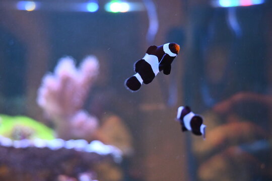 fish in aquarium