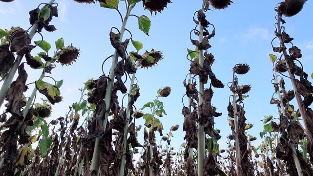 Vertrocknete Sonnenblumen auf einem Feld, D&uuml;rre, Ernteausfall
