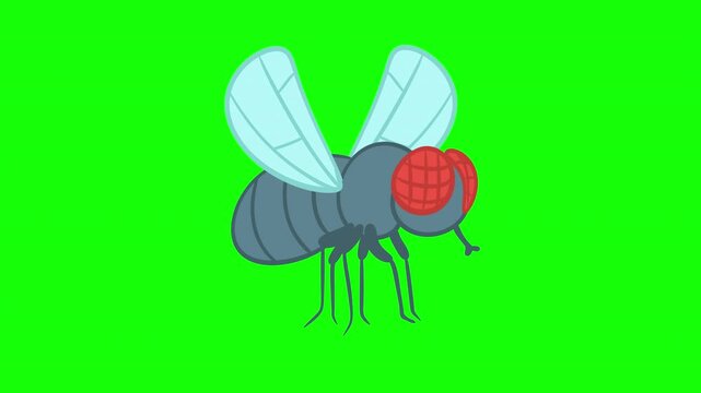 2D cartoon animated housefly flying with visible legs isolated on green screen key chromakey background profile view. Funny character in doodle flat style.