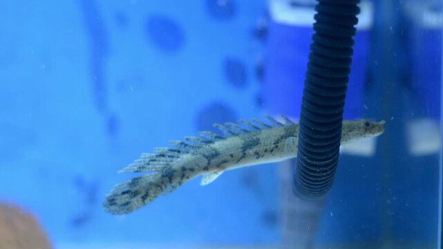 Tracking movement of a captive Senegal bichir swimming actively past a black filter tube
