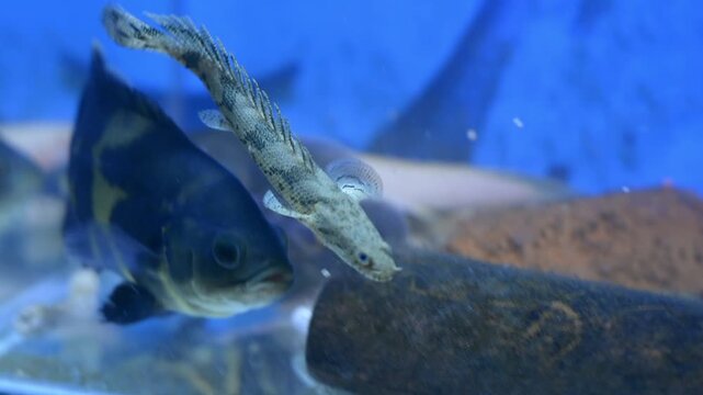 Senegal bichir fish swimming near the water surface in a home freshwater aquarium
