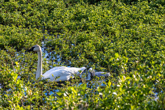Trumpeter swan Cygnus buccinator swimming alongside a fluffy grey cygnet in a calm marshy channel at Tern Lake near Moose Pass Alaska USA