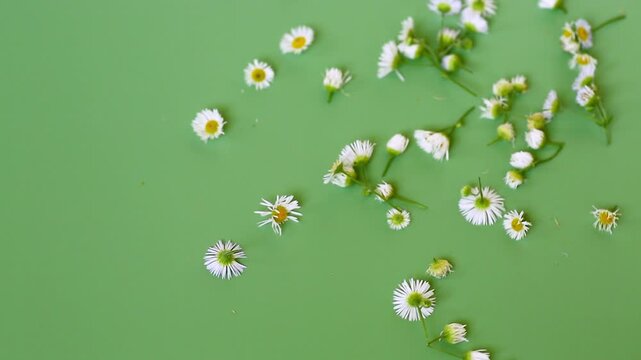 Spring botanical composition with small white flowers and green background