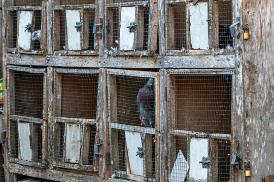 Multi-compartment rustic wooden pigeon loft with wire mesh doors and pigeon inside in horizontal view. Avian housing and bird farming concept.