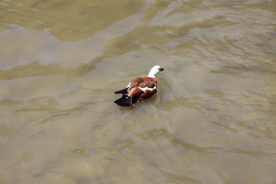 female Paradise shelduck swimming in shallow water, white head neck, rich chestnut-brown, black body (Tadorna-variegata) (rear-view) 6011