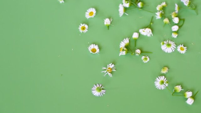 Natural white daisy arrangement on bright green background