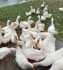 white geese on the farm © Natee