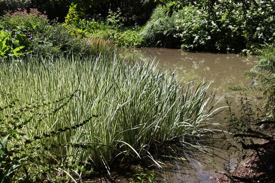Variegated Sweet Flag, along pond edge, sword-shaped fan-like leaves striped green, creamy-white (Acorus-calamus-Variegatus) (bright-sunshine) 6012