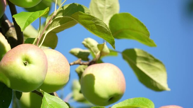Vibrant red-green apples cling to an apple tree branch. Sunlight glints on smooth, fresh surfaces. Lush green leaves and clear blue sky form the backdrop. This close-up shows healthy fruit growth