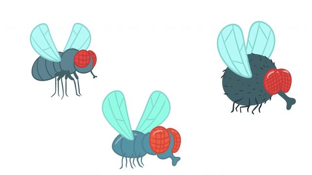 Set of 2D cartoon animated house flies with red compound eyes flying isolated on white background. Insect character loop for pest control, hygiene and dirty concepts. Motion elements with alpha matte 