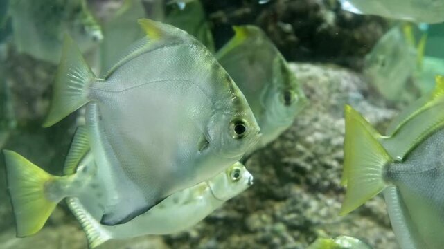 school of silver monodactylus fish swimming in spacious aquarium. diamond shaped fish with flat body and yellow fins. concept of fish community and peaceful aquarium life in demonstration tank
