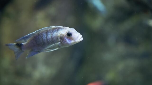 labeotropheus trewavasae cichlid swimming alone in aquarium water. african mbuna fish from lake malawi with striped blue body. concept of fish hobby and exotic aquarium keeping at home