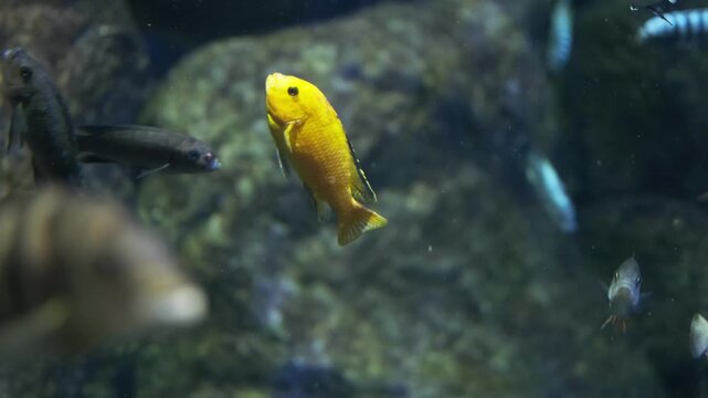 bright yellow labidochromis caeruleus cichlid swimming among rocks in aquarium. peaceful mbuna fish from lake malawi with calm nature. concept of fish keeping and balanced feeding in home aquarium