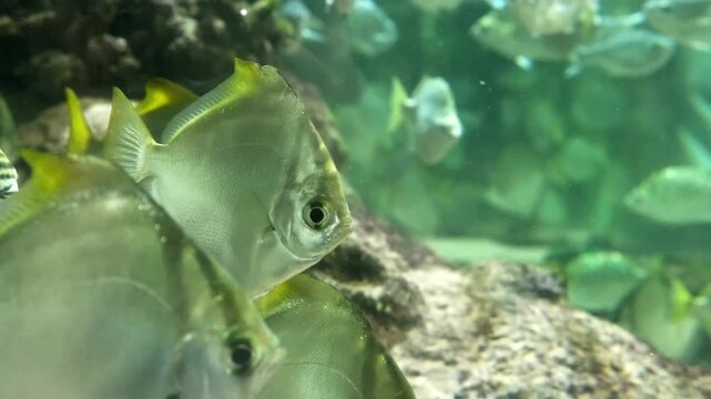 shoal of silver monodactylus fish swimming together over rocks in aquarium. diamond shaped fish with yellow fins moving in school. concept of fish unity and social underwater behavior in tank