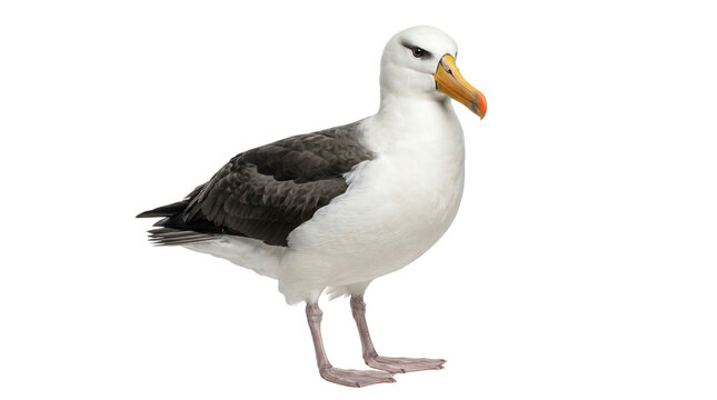 Campbell albatross oceanic seabird isolated on transparent background