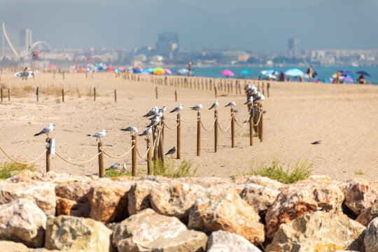 A summer beach scene with seagulls perched on a post on El Saler beach, Valencia, Spain