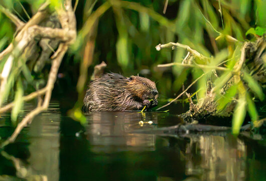 Beaver chewing on branches and leaves along the riverside 