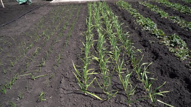 A bed of young garlic in spring in open ground. Garlic shoots spring May. Farm plot with garlic plantation.