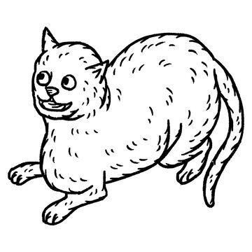 Weird medieval cat vintage engraving style illustration