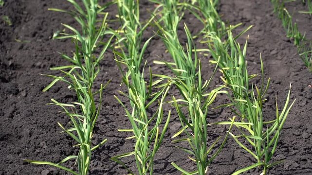 A bed of young garlic in spring in open ground. Garlic shoots spring May. Farm plot with garlic plantation.