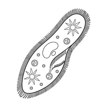 Paramecium Cell Diagram Black and White Biology Line Art Illustration