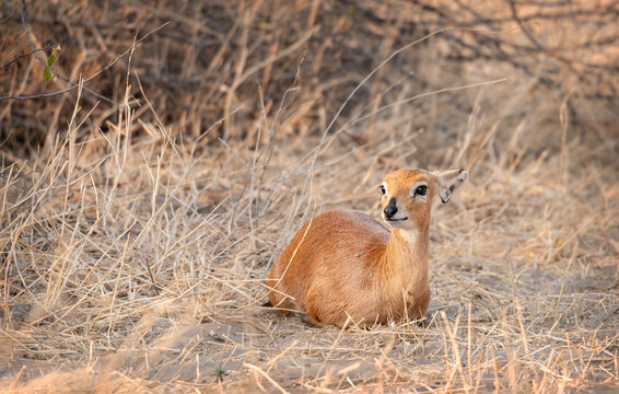 Steenbok Also known as  Steinbuck or Steinbok in the Makgadikgadi Pans National Park, Botswana, Africa