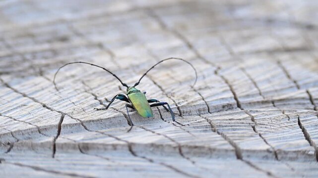 Musk beetle, Aromia moschata, perched on a dried-out stump, a colorful beetle with large antennae